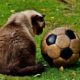 Gols (mais/menos)